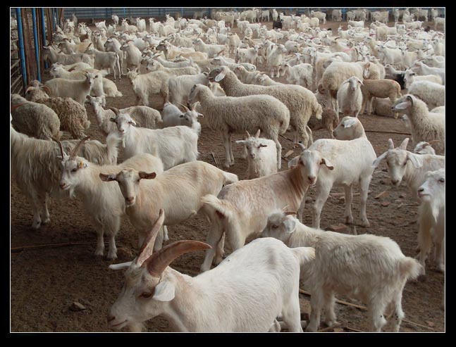 巴彦淖尔市保星羊业繁育基地