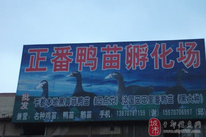于都巴巴里番鸭苗孵化场