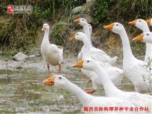 揭西县称钩潭养种专业合作社天鹅宴形象图