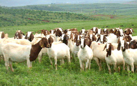 贵州省麻江县优质畜牧开发有限公司