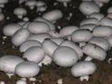 蒙城双孢菇菌种厂