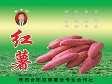 合阳县百里薯业