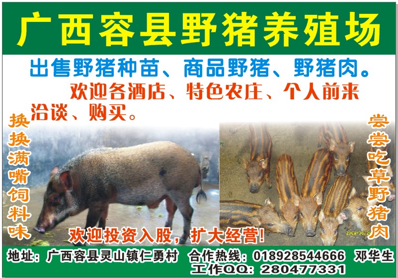 容县野猪养殖