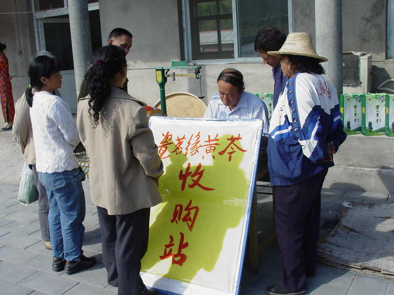 收购黄芩鲜叶