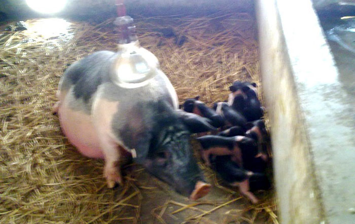 陆川猪母猪生产小母猪