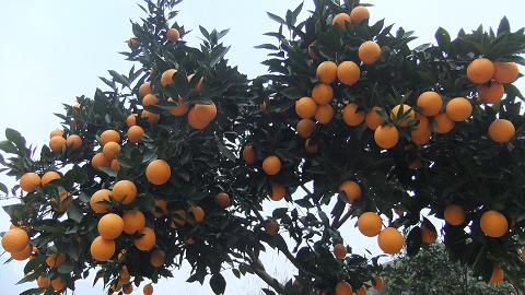桃叶橙