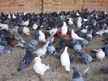 嘉兴肉鸽养殖场