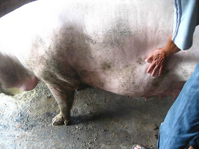 陆川种猪外杂种猪出售
