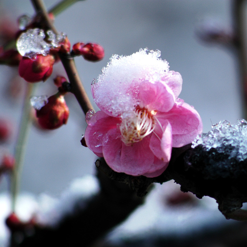 描述:一,傲霜斗雪的梅花—花魁.jpg