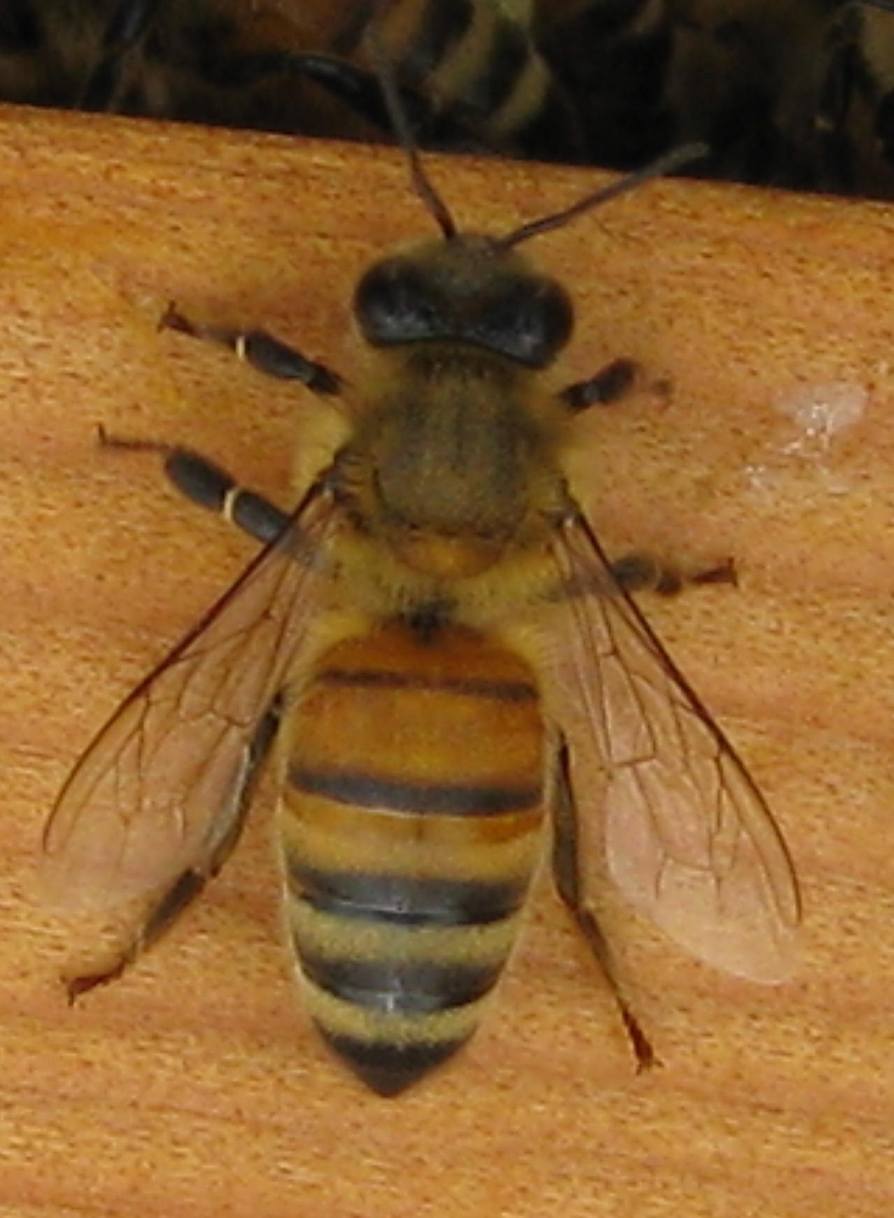 蜜蜂的种类真实图片