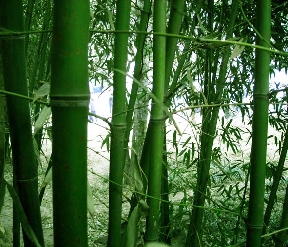 为五色云石小弟的美诗,配一幅我最近拍的《翠竹图》