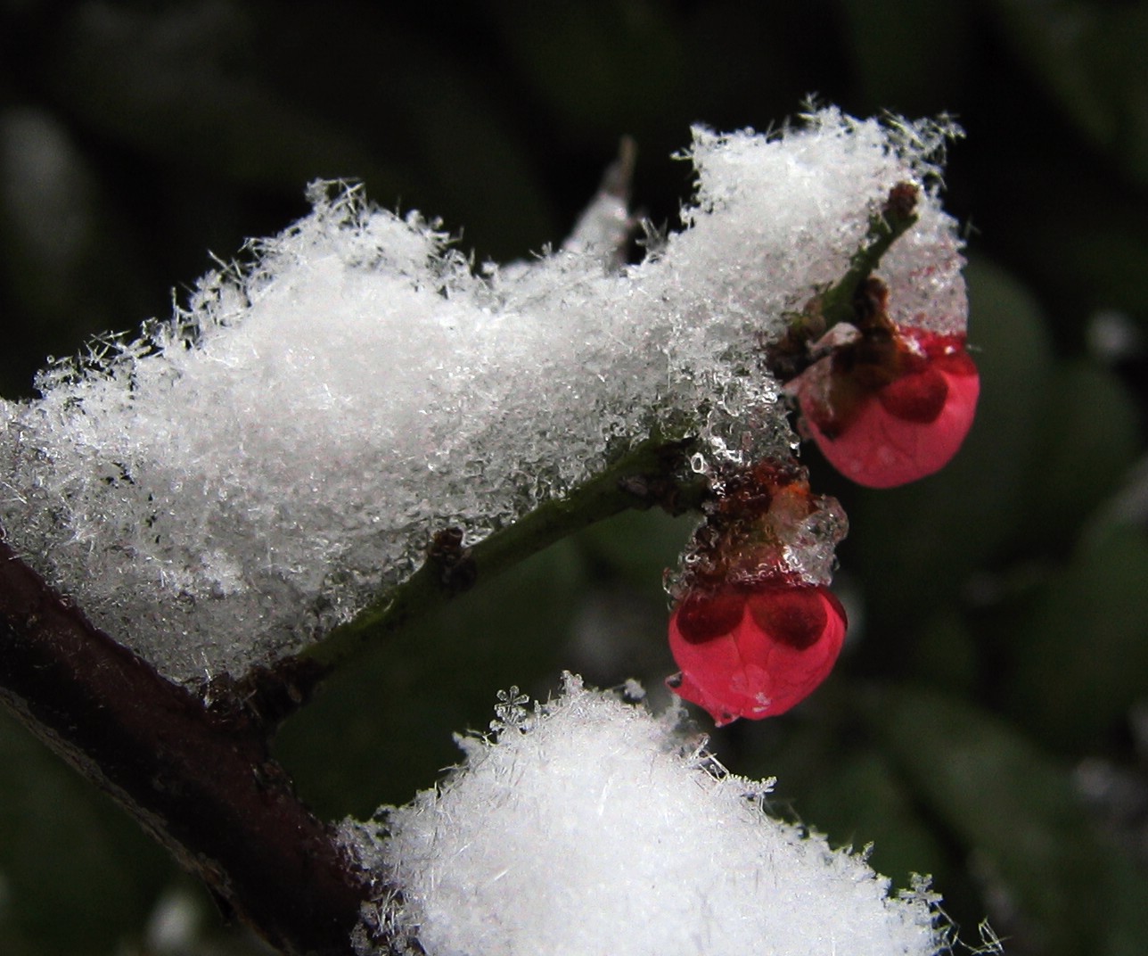 傲雪寒梅