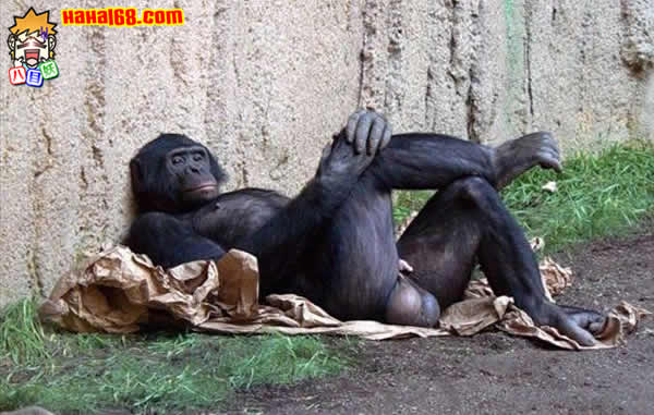 黑猩猩睾丸生理图片