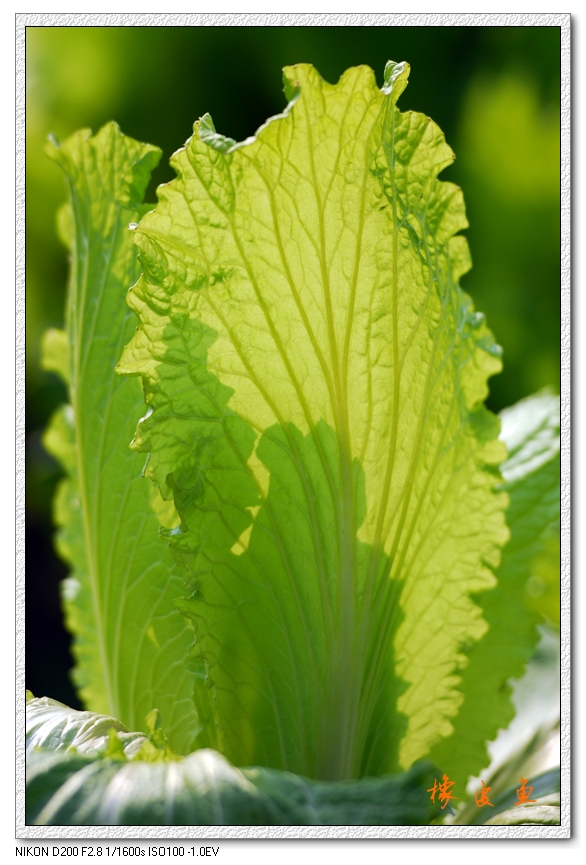 生物白菜叶脉图图片