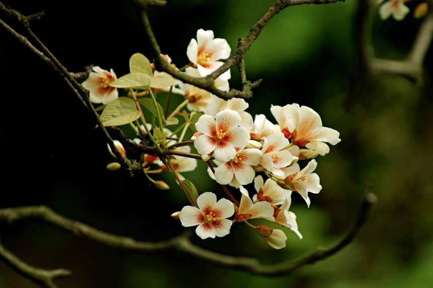 [原創]桐子花