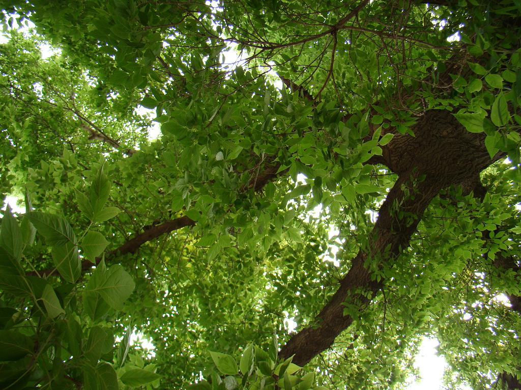 东北的唐槭树图片