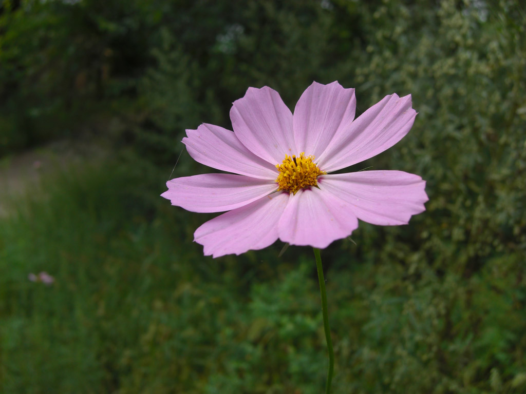 一朵小花