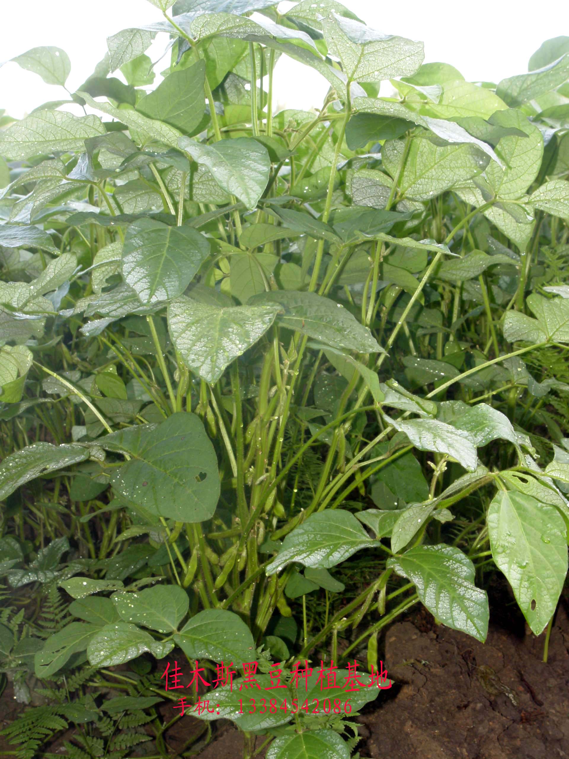 佳木斯黑豆种植基地,东北黑豆网联合拍摄的黑豆图片
