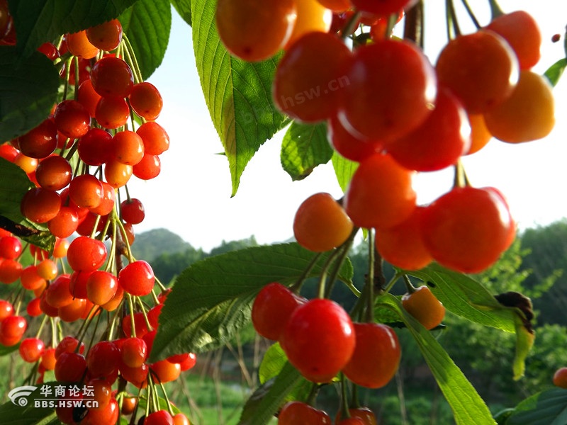 小河口的樱桃别样红_天竺文学_山阳论坛_山阳之窗