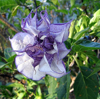 紫色曼陀罗花噢嗬,神奇的九寨,神奇的彼岸花!
