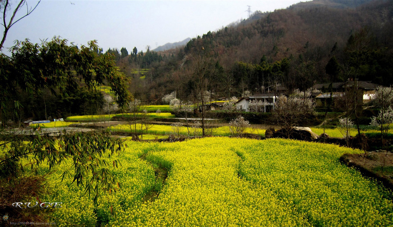 碧口油菜花图片