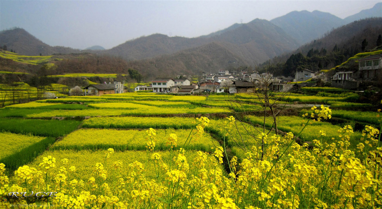 碧口油菜花图片