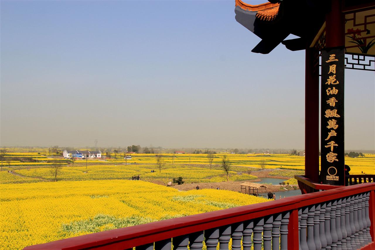 [原创]沙洋油菜花