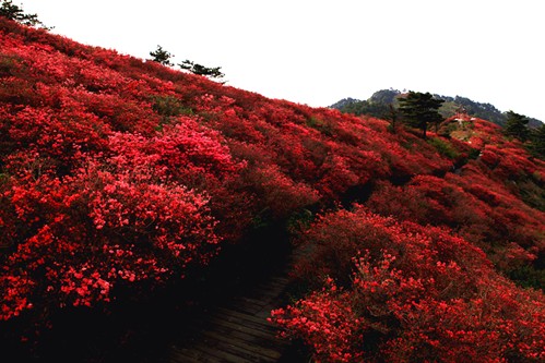 组图:2012年湖北麻城龟峰山风景区杜鹃花花期预报