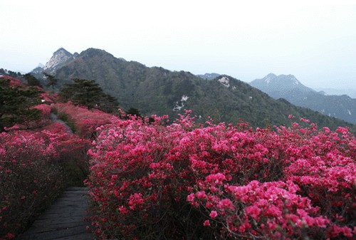 組圖:2012年湖北麻城龜峰山風景區杜鵑花花期預報