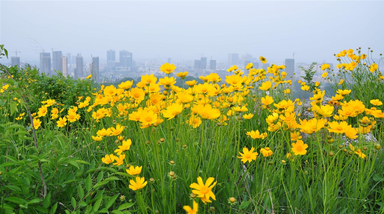 风光无处不在,看那漫山遍野的黄花!