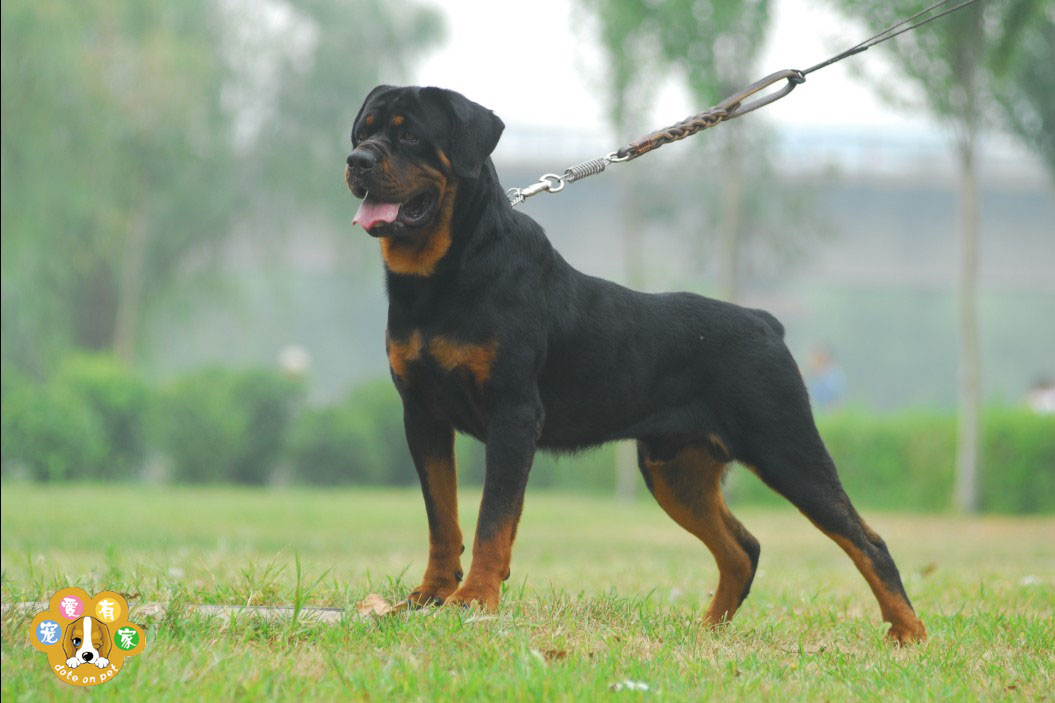 罗威纳犬标准体型图图片