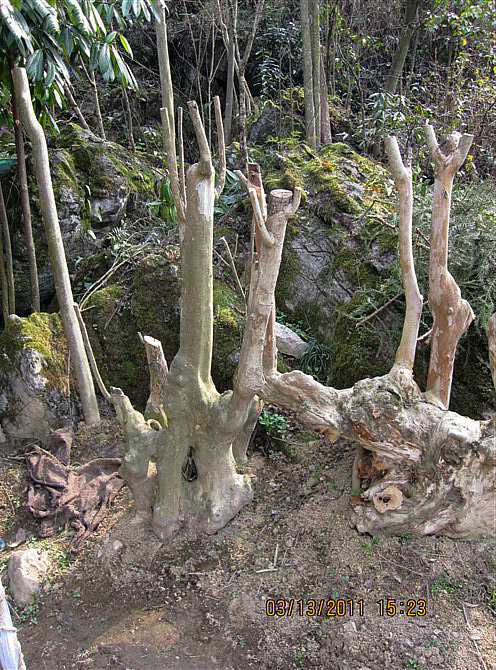 马灵光树盆景图片图片