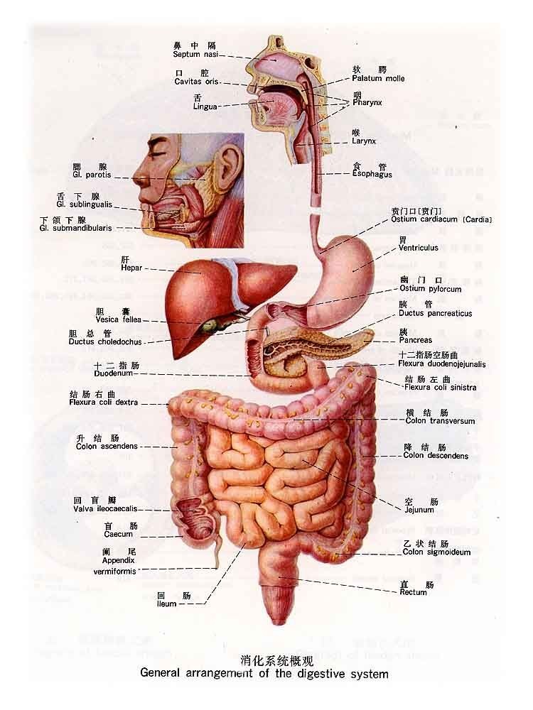 人体胆囊的位置图图片